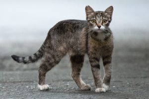 Cat meowing very loudly on the Street / Awe Animals