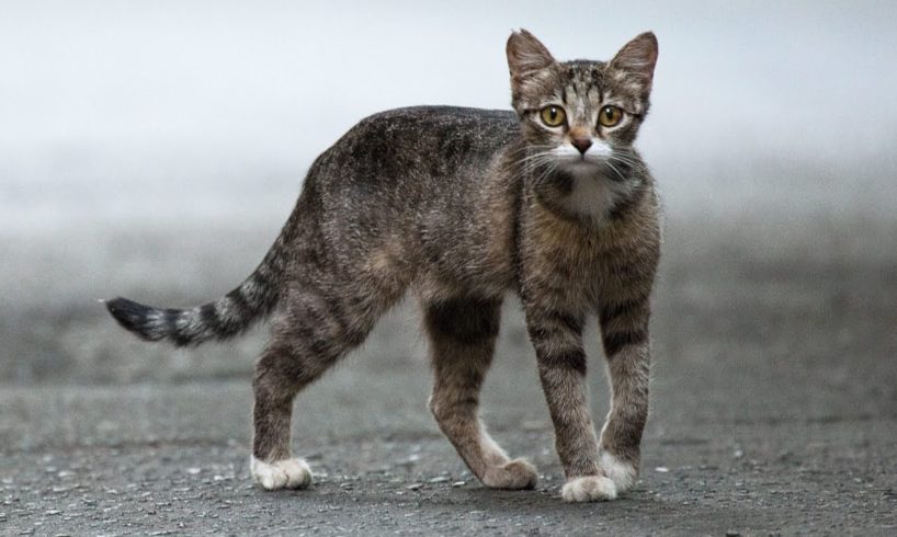 Cat meowing very loudly on the Street / Awe Animals