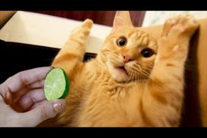 Cats And Dogs Reaction To Food🙀 - Funny Food Eating Animals #4