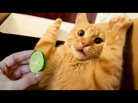 Cats And Dogs Reaction To Food🙀 - Funny Food Eating Animals #4