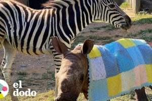 Cebra bebé pide baños de barro con su hermana rinoceronta | Parejas Disparejas | El Dodo