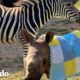 Cebra bebé pide baños de barro con su hermana rinoceronta | Parejas Disparejas | El Dodo
