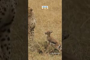 Cheetah playing with baby Gazelle. 😱 #shorts #animals #wildlife #viral