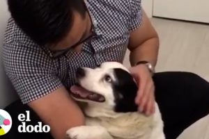 Chico ayuda a su perro rescatado a perder la mitad de su peso corporal | Almas Gemelas | El Dodo