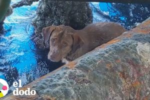 Chico salva a un perro a 135 millas de la costa | El Dodo