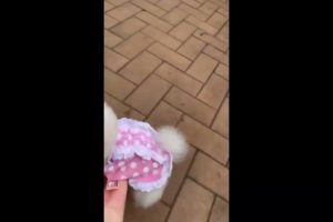 Chinese cutest puppy video || #shorts #cutedog #dog #dogs #dogvideos