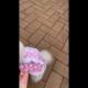 Chinese cutest puppy video || #shorts #cutedog #dog #dogs #dogvideos