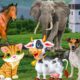 Colors of animals: cow, cat, horse, elephant, chicken - familiar animal sounds