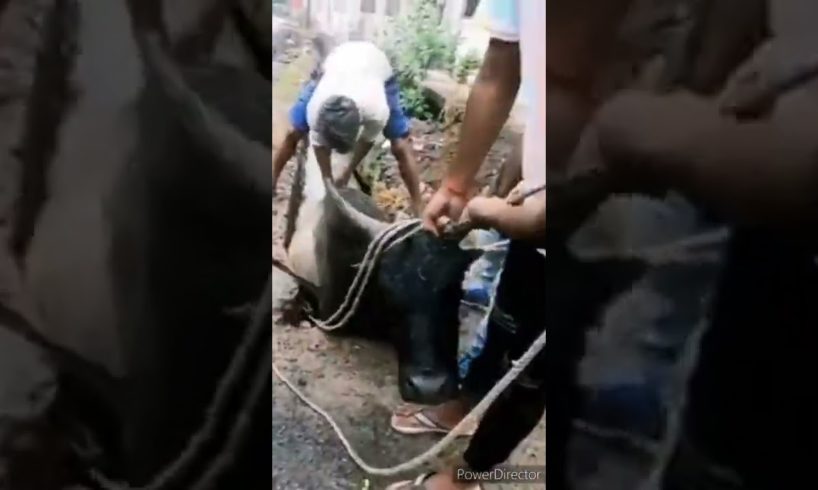 Cow Help short video How To Help Cow,#humanity #cow #howtohelp #realmoments #shortsvideo #bull