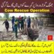 Cow Rescue Operation | animal rescue | cow rescue jhang | cow 2022 | jhang live