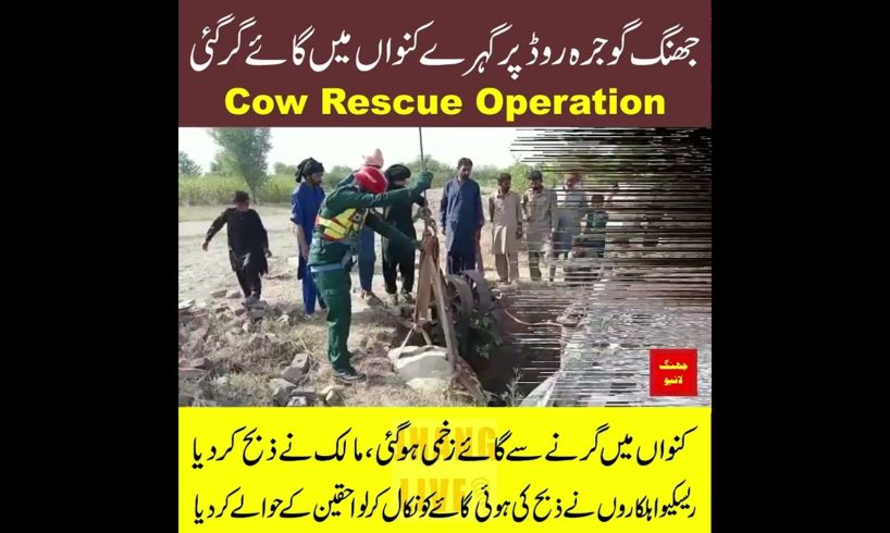 Cow Rescue Operation | animal rescue | cow rescue jhang | cow 2022 | jhang live