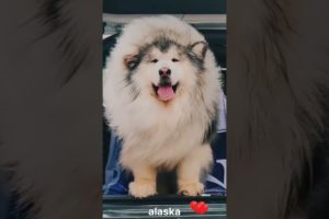 Cute Alaskan Dogs - The Cutest Puppies in the World #shorts #alaska