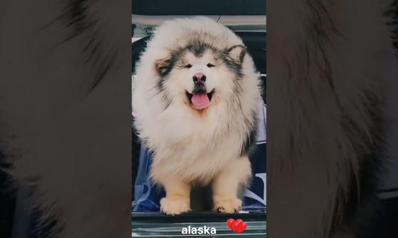 Cute Alaskan Dogs - The Cutest Puppies in the World #shorts #alaska