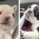 😍Cute And Funny Bull Dogs Make You Happy Every Day 🐶🐶| Cutest Puppies