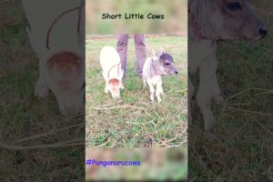 Cute Baby Cows.. Mini Punganur cows.. | Viral #cute #short #cow #india #animals #lovely #life