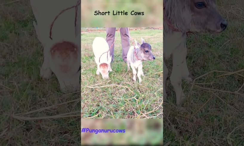 Cute Baby Cows.. Mini Punganur cows.. | Viral #cute #short #cow #india #animals #lovely #life
