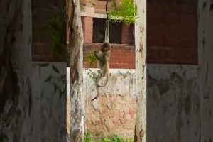 Cute Baby Monkey Playing #shorts #nature #youtubeshorts #animals #beautiful