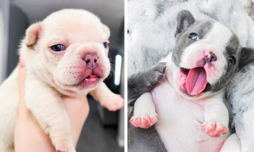 😍Cute Bull's Dog Will Make You Happy Every Day🐶| Cutest Puppies