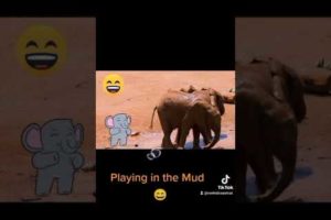 Cute Elephants Playing in the Mud 😄 #cute #animals #cuteanimals #funny #trynottolaugh #shorts #short
