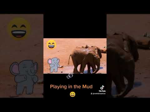 Cute Elephants Playing in the Mud 😄 #cute #animals #cuteanimals #funny #trynottolaugh #shorts #short
