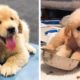 😍Cute Golden Puppies Videos that Will Make Your Day So Much Better 🐶| Cute Puppies