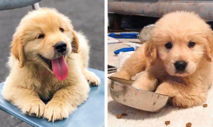 😍Cute Golden Puppies Videos that Will Make Your Day So Much Better 🐶| Cute Puppies
