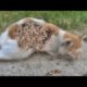 Cute Kitten Stray Cats Just Want To Eat Food (Animal Rescue Vİdeo 2022)