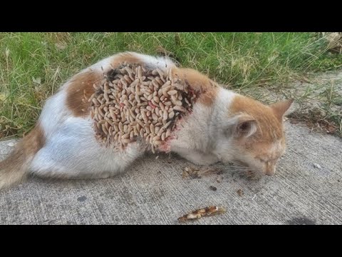 Cute Kitten Stray Cats Just Want To Eat Food (Animal Rescue Vİdeo 2022)