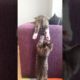 Cute Kittens Playing #shorts #short #cat #cats #kittens #kittten #animal #animals #pet #viral #pets