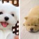 😍Cute Moments of Puppies Make You Happy Every Day  🐶| Cute Puppies