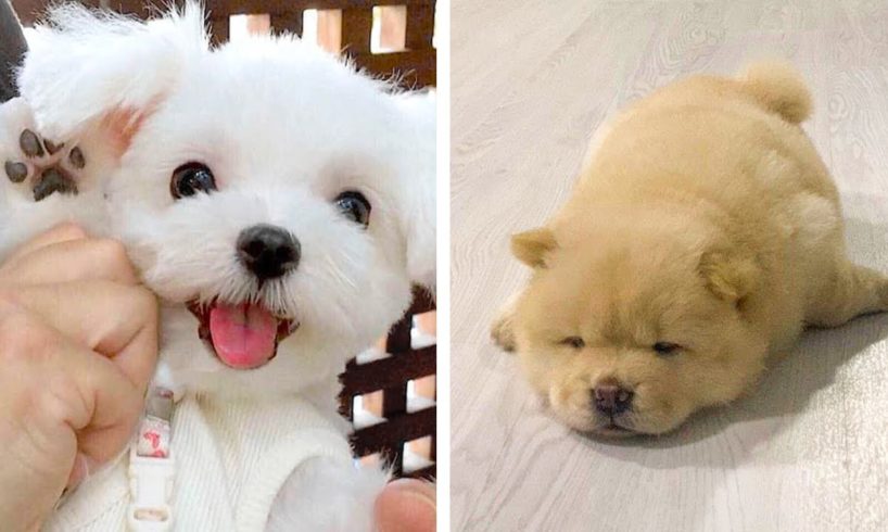 😍Cute Moments of Puppies Make You Happy Every Day  🐶| Cute Puppies