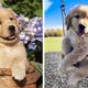 😍Cute Puppies Will Make You Happy Every Day 🐶🐶| Cute Puppies