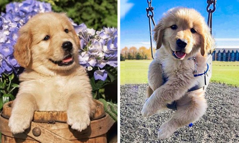 😍Cute Puppies Will Make You Happy Every Day 🐶🐶| Cute Puppies