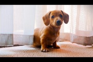 Cute Puppies❤️#Shorts#Cute puppy videos/dog videos/funny animals life
