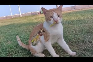 Cute Yellow Kitten is Both Very Hungry and Very Scared 😿 Animal Rescue / Cat Rescue
