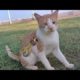 Cute Yellow Kitten is Both Very Hungry and Very Scared 😿 Animal Rescue / Cat Rescue