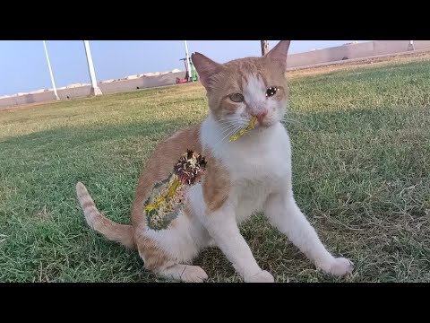 Cute Yellow Kitten is Both Very Hungry and Very Scared 😿 Animal Rescue / Cat Rescue