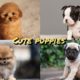 Cute baby animals Videos Compilation cutest moment of the animals - Cutest Puppies #1