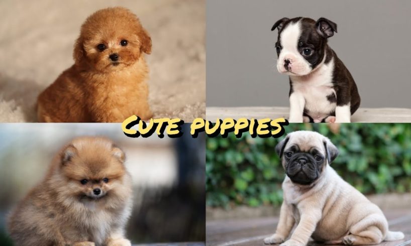 Cute baby animals Videos Compilation cutest moment of the animals - Cutest Puppies #1