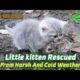 Cute baby cat rescued from cold || Cute cat || Animal rescue