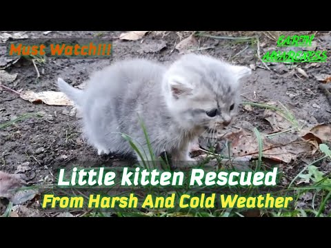 Cute baby cat rescued from cold || Cute cat || Animal rescue