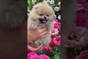 Cute puppie 📹 🥳🥸🥳🥳🥳 Compilation cutest moment of the animals - Cutest Puppies shorts