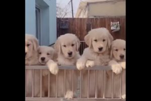 Cute puppies are so excited to meet owner! #shorts #dog #cute