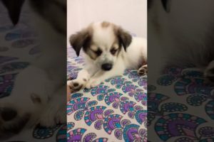 Cute puppy sleeping | puppy sleeping | Cutest puppy in the world | #viral #shorts #puppy