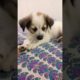 Cute puppy sleeping | puppy sleeping | Cutest puppy in the world | #viral #shorts #puppy