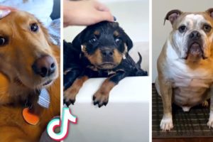 Cutest Puppies Compilation 😂 Dogs Doing Funny Things 🐶