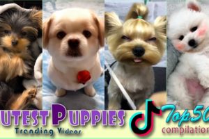 Cutest Puppies Ever! 🐶 Top 50 Tik Tok Videos 💕 FUNtastic #39