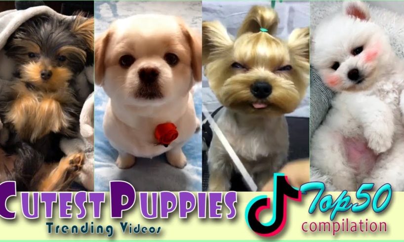 Cutest Puppies Ever! 🐶 Top 50 Tik Tok Videos 💕 FUNtastic #39