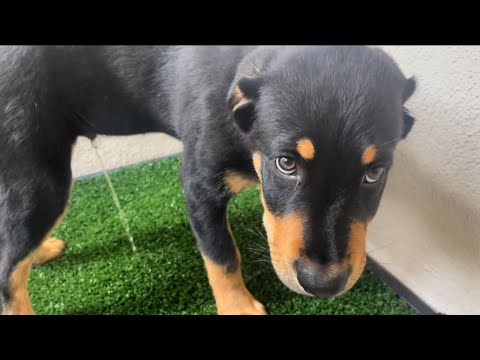Cutest Puppies Go Go Go Potty on a Portable Outdoor/Indoor Dog Potty