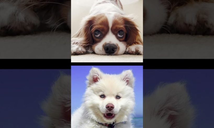 Cutest Puppies ❤️ Sweet Baby Dogs ❤️ Changed My Live 😉 #Shorts